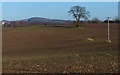 Farmland between Hugglescote and Ellistown