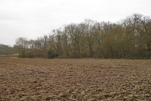 Looking to a small wood over ploughed land, near Hatfield Peverel