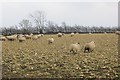 Sheep, Aikton