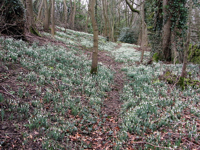 Snowdrops in woodland south of Coanwood Station