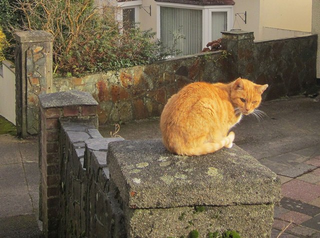 Cat, Parkhurst Road, Torquay