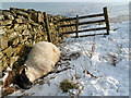 NT3627 : A winter casualty on Crook Hill by Walter Baxter
