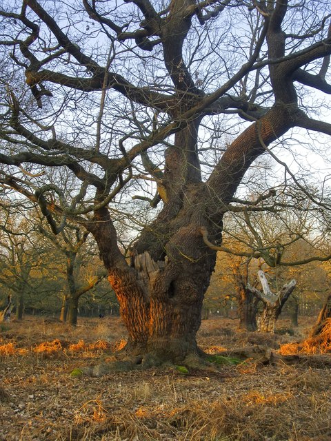 Old pollard oak, High Wood