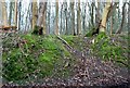 Mossy tree roots, Bishop