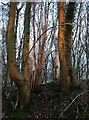 Sunlit trees, Bishop