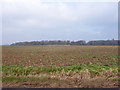 View north from Parkgate Road