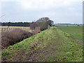 Field edge footpath, Silver End