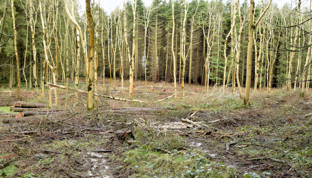 Felled trees, Cairn Wood, Craigantlet -... © Albert Bridge cc-by-sa/2.0 ...