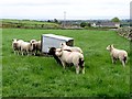 Sheep on improved grassland