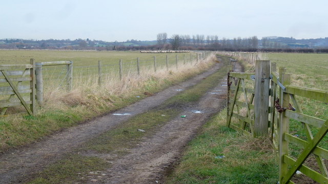 Farm track and a flock of sheep