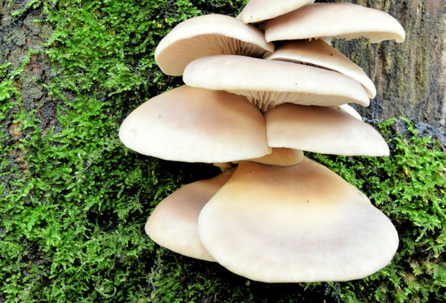 Fungi, Cairn Wood, Craigantlet - February 2015(1)