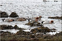 HP6208 : Wigeon on the foreshore at Baltasound by Mike Pennington