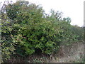 Trees beside the A17, Heckington