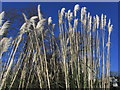 Pampas grass, St Chad