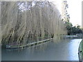 Islands in the New River at Great Amwell