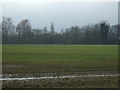 Crop field off Hull Road (A1174)