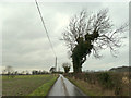 Old tree on Arch Lane, Seneley Green