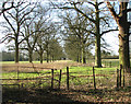 Disused avenue leading to Ketteringham Hall