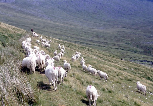 Taking the Sheep to Pasture