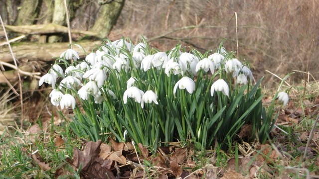 Snowdrops in woodland north east of Lucker