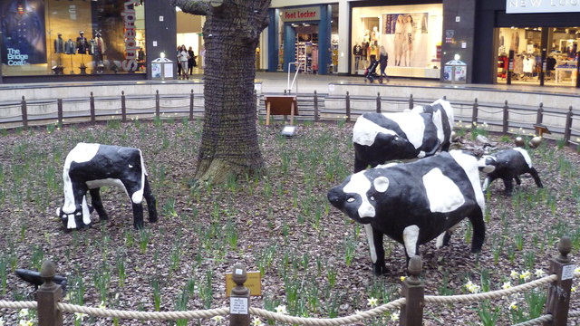 Some of the Milton Keynes concrete cows
