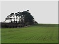 NU1530 : Arable field north west of Lucker by Graham Robson