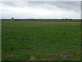 Flat farmland off Labour in Vain Drove