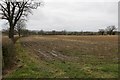 Maize stubble, Weston Lullingfields