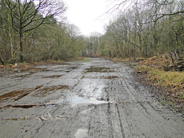 Old military roadway at Hardwick... © Adrian S Pye :: Geograph Britain ...