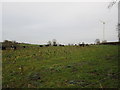 SK7658 : Grazing cattle and wind turbine by Jonathan Thacker
