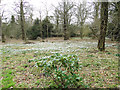 Rhododendron and a drift of snowdrops