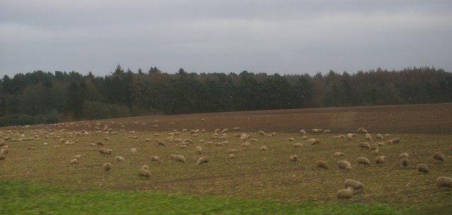Sheep south of Loam Wood