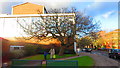 Old tree, Little Park Street, Coventry