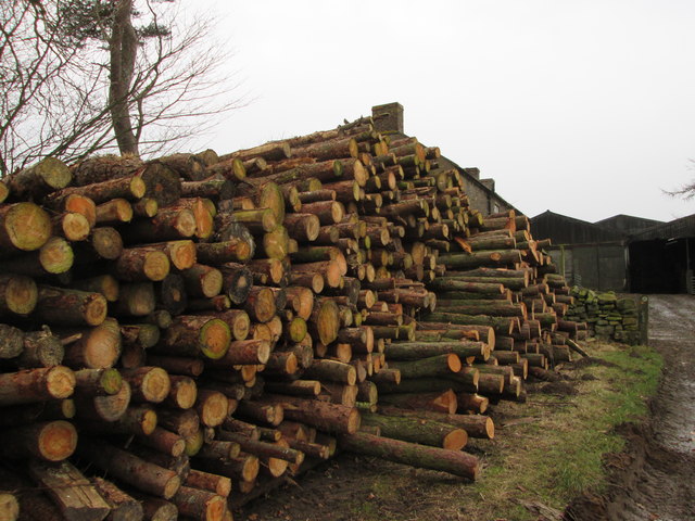 Cut  timber  at  Backleys  Farm