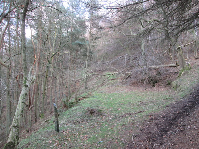 A  minor  footpath  in  Hingles  Wood