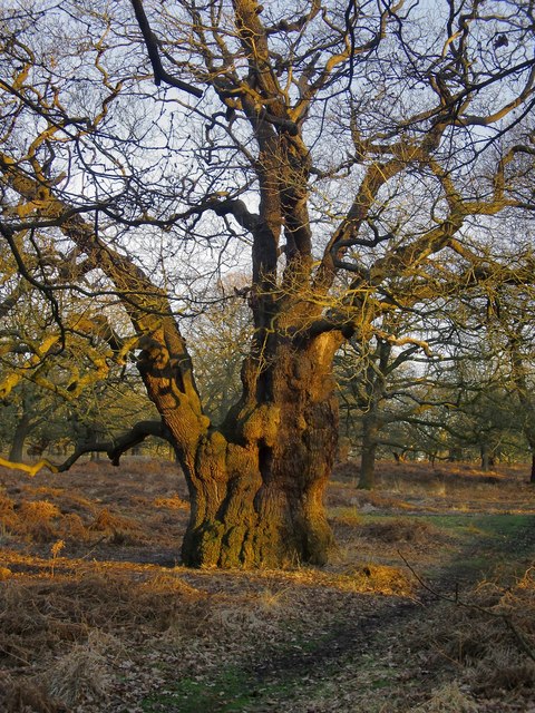 Ancient Pollard Oak In High Wood © Stefan Czapski Cc By Sa20