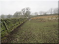 Muddy Bridleway