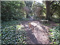 Dog enjoying stroll