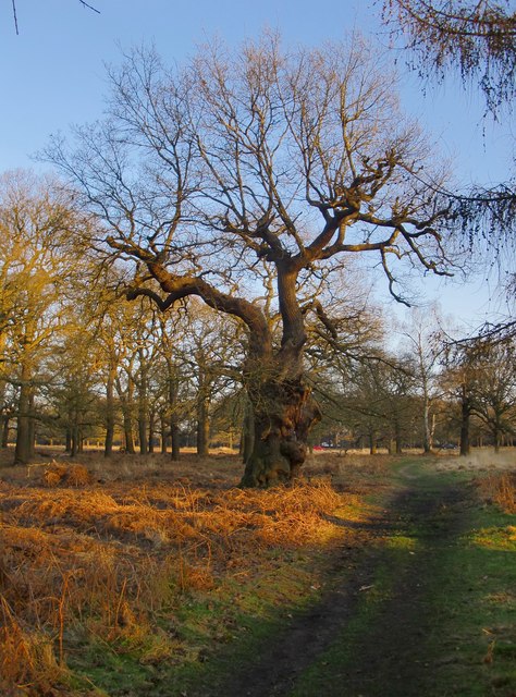 Veteran Pollard Oak At The Southern End © Stefan Czapski