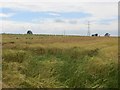 Farmland, Black Sykes