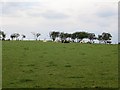 Sleeping cattle, Newlands Hill