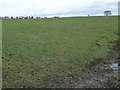 Sheep pasture near Moor Hill