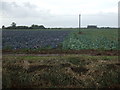 Cabbage fields