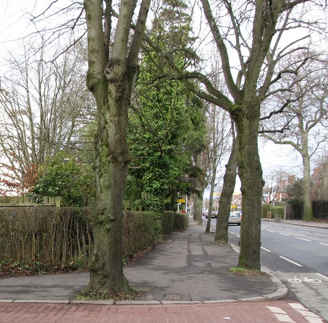 The view northwards along tree-lined Ravenhill Road