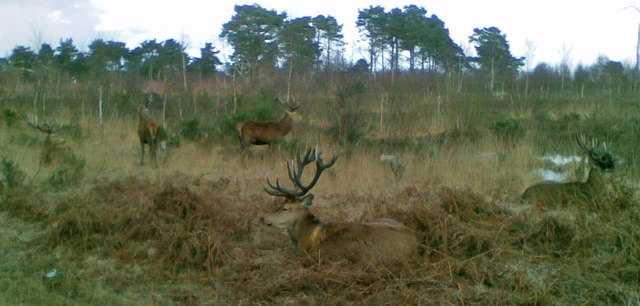 Herd of Stags, Camberley
