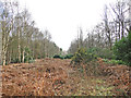 Firebreak full of dry bracken