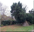 Ancient yew in Didcot