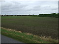 Crop field off North Forty Foot Bank