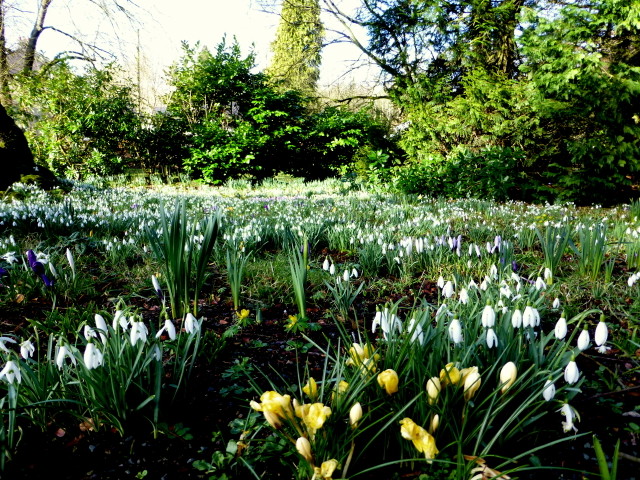 Crocuses and snowdrops, Omagh