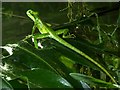 SJ8496 : Manchester Museum Vivarium, Cone-headed Lizard (Laemanctus longipes) by David Dixon